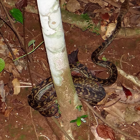 Snake – Daintree Crocodylus Night Walks