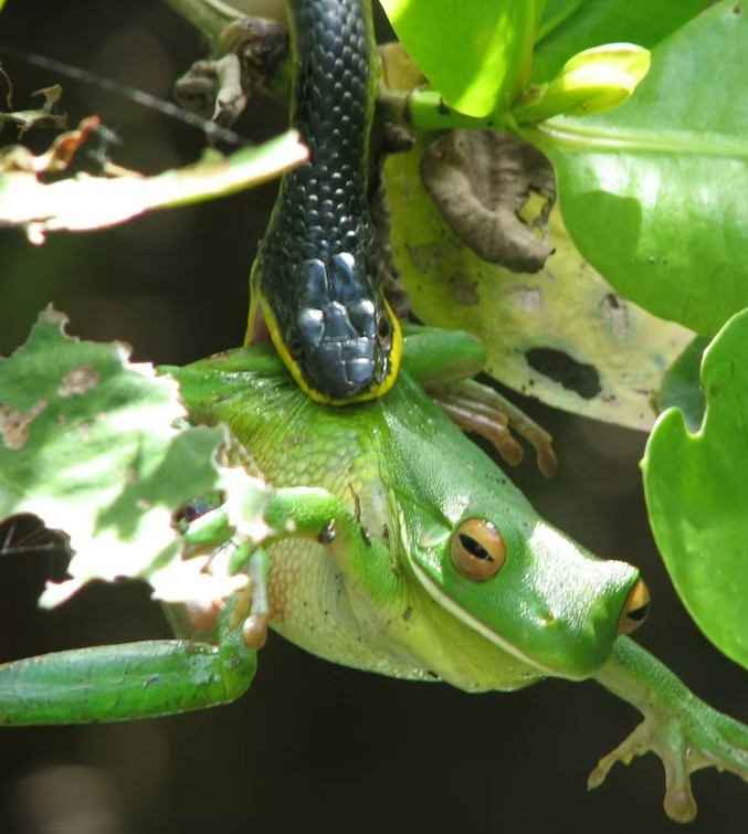 Solar Whisper Snake & Frog