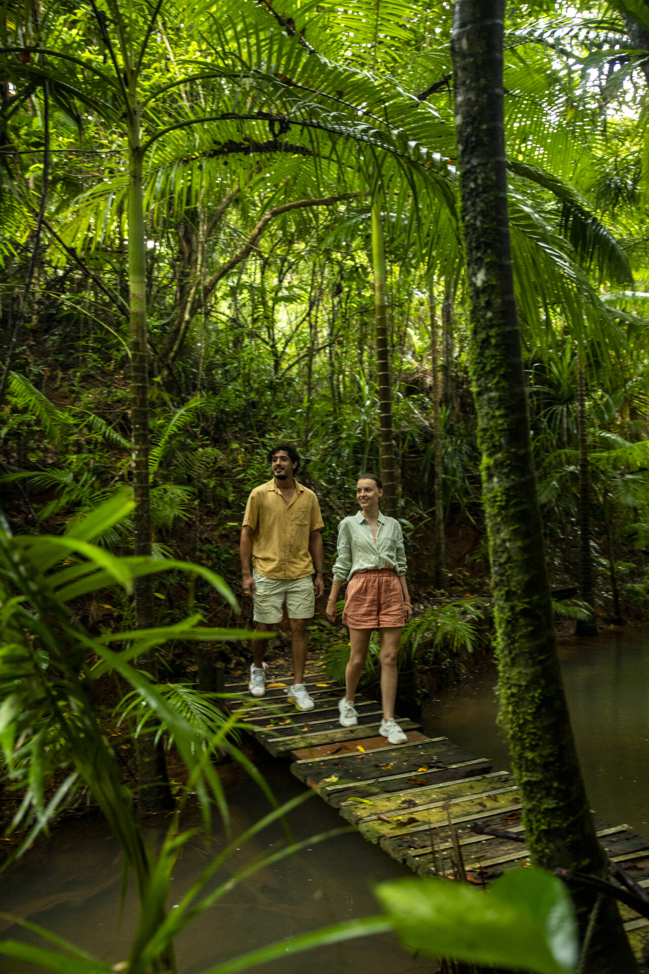 Daintree Rainforest canopy