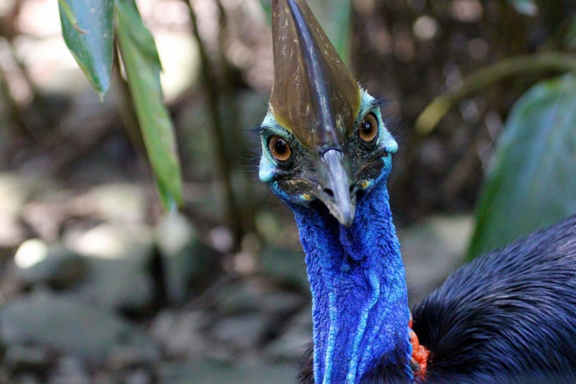 Wildlife Habitat Cassowary