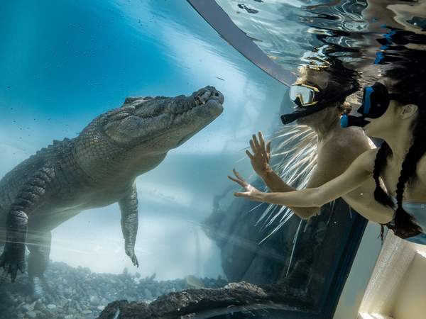 Wildlife Habitat Swim with the Salties