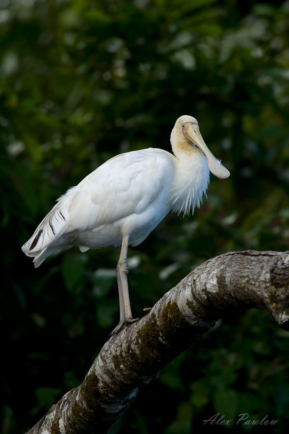 Daintree River Wild Watch