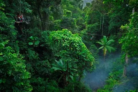 Tree tops hero shot – Treetops Adventure Cape Tribulation