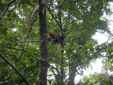 Bennett's tree-kangaroo in the rainforest canopy