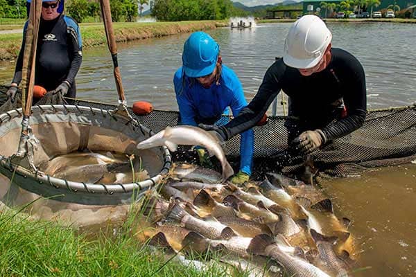 Your Order – Daintree Saltwater Barramundi