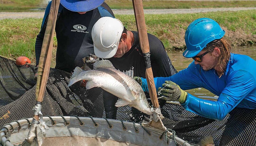 Daintree Saltwater Barramundi